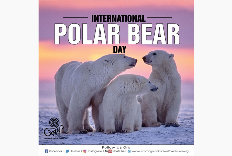 251-polar-bears